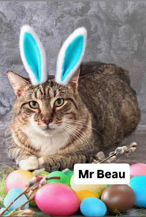 Mr Beau at Martinez Pet Food Express  April 4th, an adoptable Tabby in Walnut Creek, CA