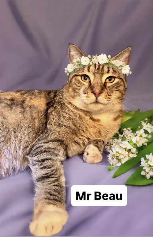 Mr Beau at Martinez Pet Food Express  May 9th, an adoptable Tabby in Walnut Creek, CA