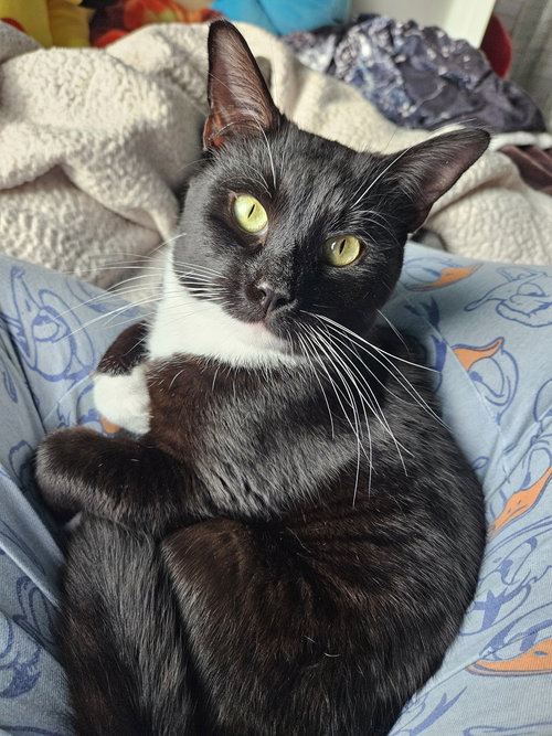 Stepdad, Young Domestic Short Hair / Domestic Short Hair / Mixed (short coat), cat for adoption in Oakley, California