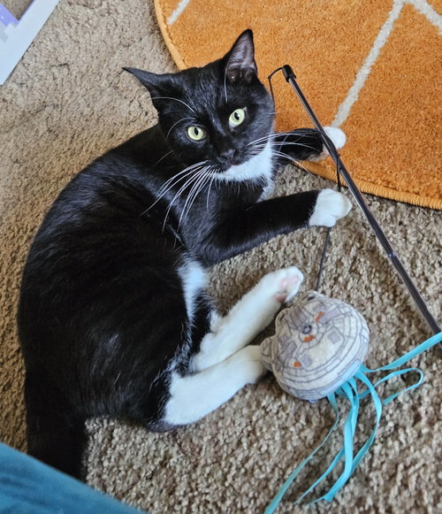 Stepdad, an adoptable Domestic Short Hair in Walnut Creek, CA