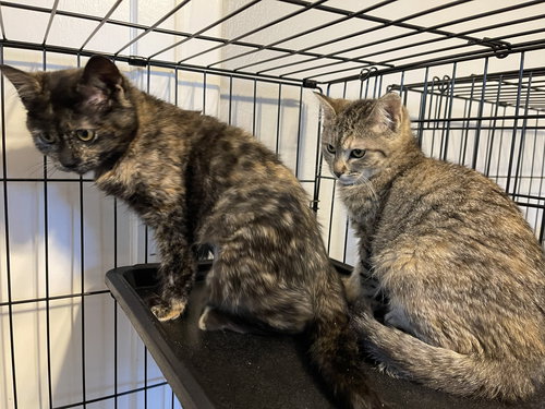 Autumn and Celest, Baby Domestic Short Hair / Tortoiseshell (short coat), cat for adoption in Oakley, California
