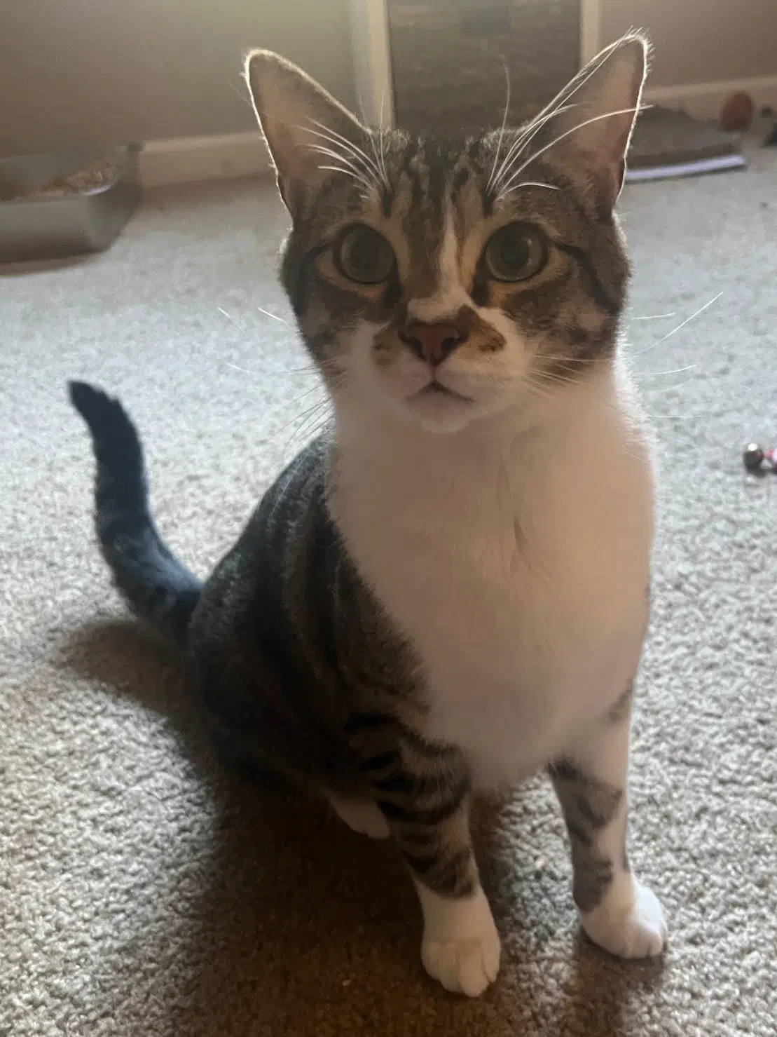 Papas  Bruce - Tabby