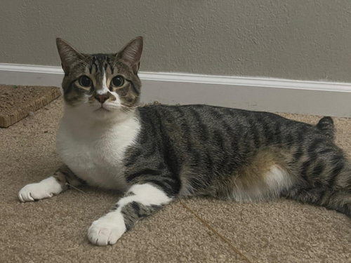 Papas, an adoptable Tabby in Walnut Creek, CA