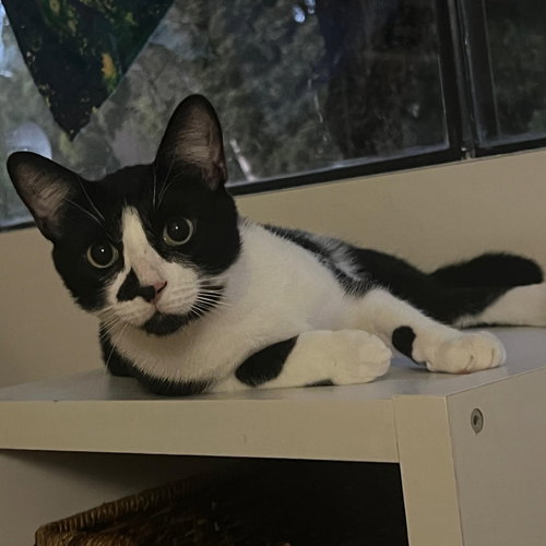 Bruce, Young Tuxedo / Domestic Short Hair / Mixed (short coat), cat for adoption in Oakley, California