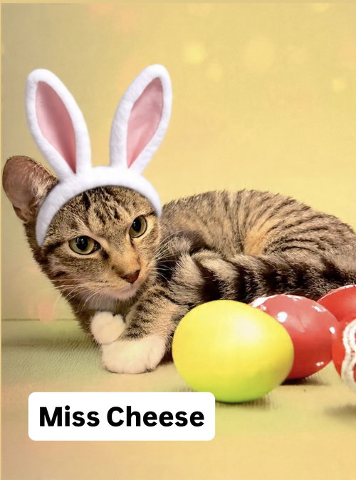 Miss Cheese at Martinez Pet Food Express April 4th, an adoptable Tabby in Walnut Creek, CA