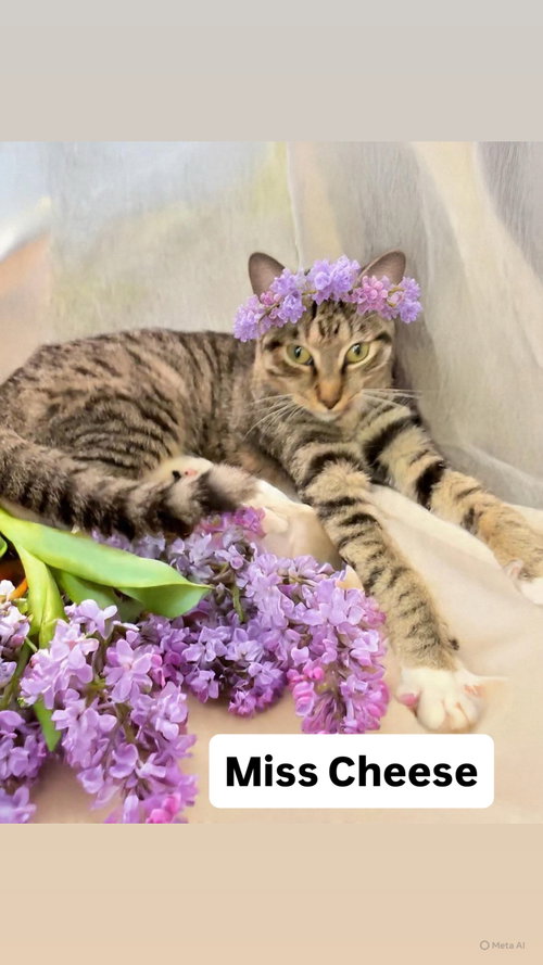 Miss Cheese at Martinez Pet Food Express May 9th, an adoptable Tabby in Walnut Creek, CA