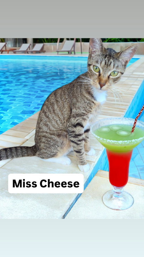 Miss Cheese at Martinez Pet Food Express June 27th, Young Tabby (short coat), cat for adoption in Vallejo, California