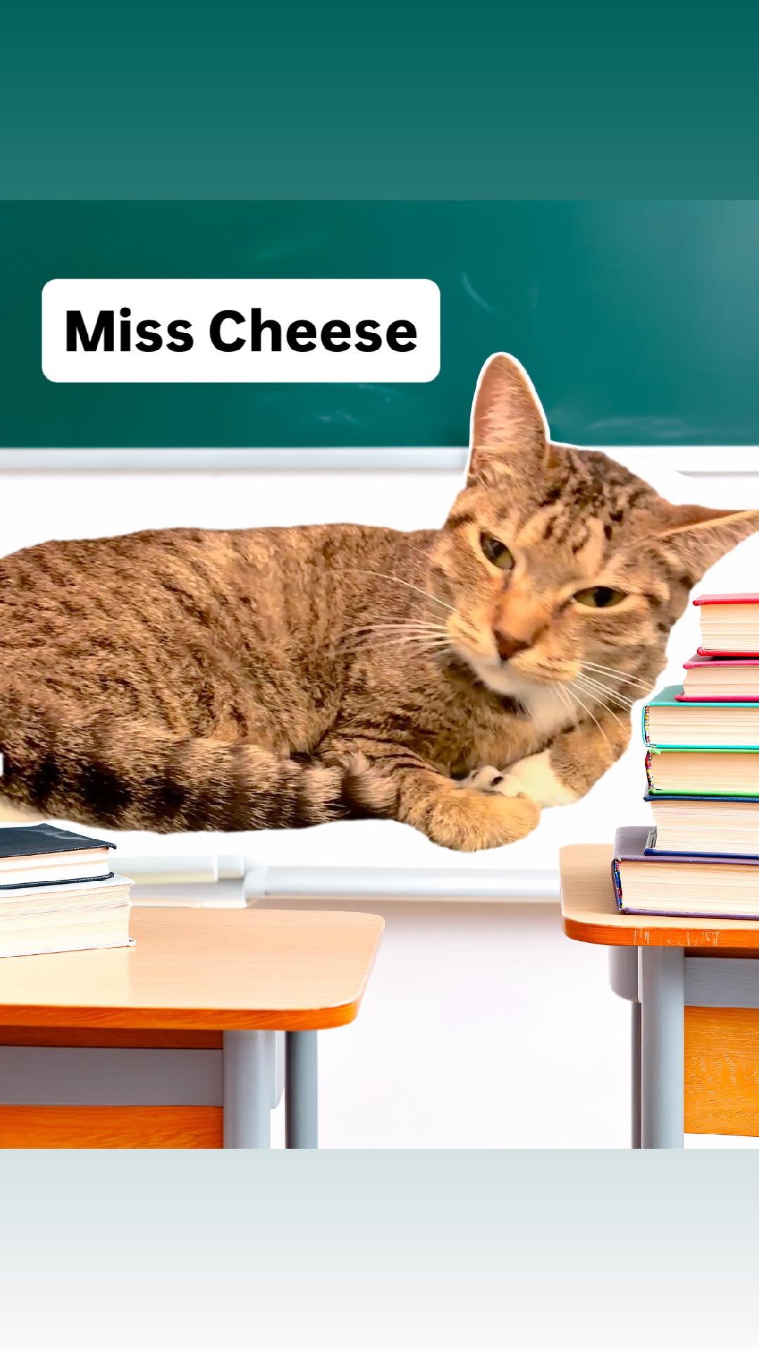 Miss Cheese At Martinez Pet Food Express June Th