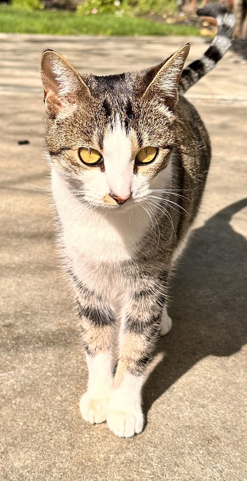 Bailey, Young Tabby / Domestic Short Hair / Mixed (short coat), cat for adoption in Oakley, California