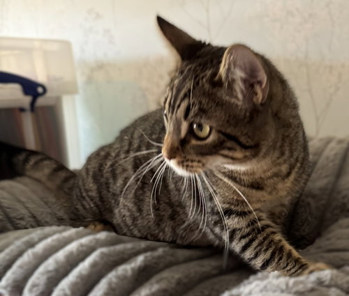 Sable, Young Tabby / Domestic Short Hair / Mixed (short coat), cat for adoption in Oakley, California
