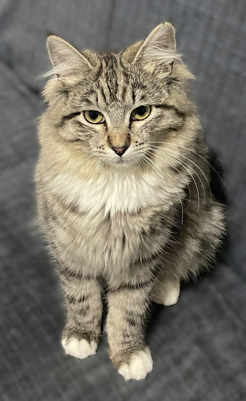 Molly, Baby Maine Coon / Domestic Long Hair / Mixed (long coat), cat for adoption in Oakley, California