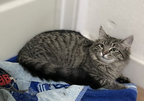 Bonnie, Baby Domestic Long Hair / Maine Coon / Mixed (long coat), cat for adoption in Oakley, California