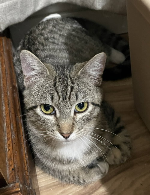 Robin, Baby Domestic Short Hair / Tabby / Mixed (short coat), cat for adoption in Oakley, California