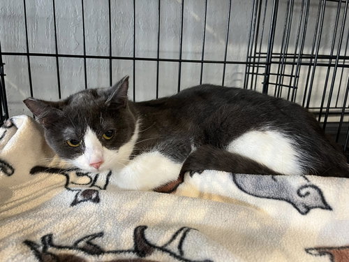 TJ, Baby Tuxedo / Domestic Short Hair (short coat), cat for adoption in Oakley, California