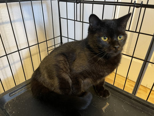 Selene, Young Domestic Short Hair (short coat), cat for adoption in Oakley, California