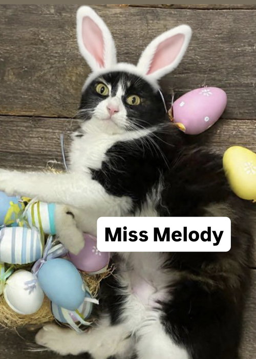 Miss Melody at Martinez Pet Food Express April 25, Young Calico (medium coat), cat for adoption in Oakley, California