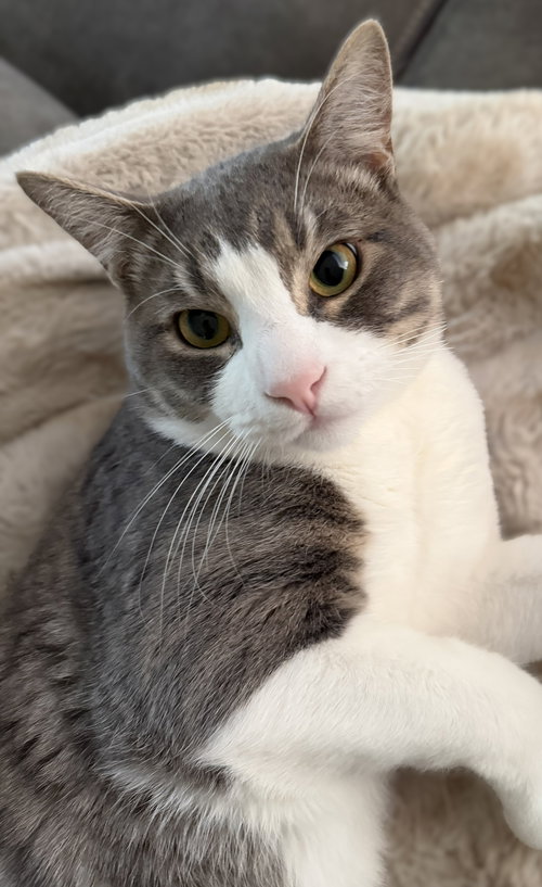 Zeus, Adult Domestic Short Hair / Tabby / Mixed (short coat), cat for adoption in Oakley, California