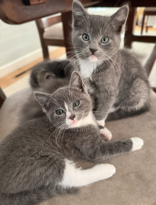 Artemis and Aphrodite, an adoptable Domestic Short Hair in Walnut Creek, CA