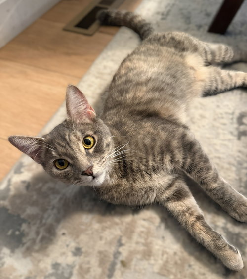 Demeter, Adult Dilute Tortoiseshell / Domestic Short Hair / Mixed (short coat), cat for adoption in Oakley, California