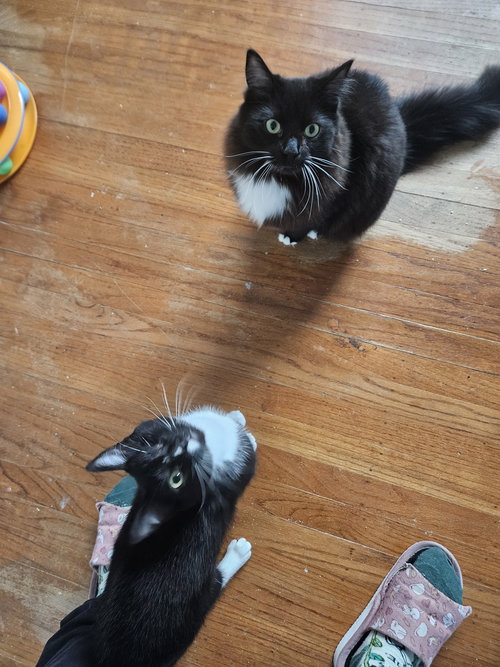 NOD, an adoptable Domestic Long Hair in Walnut Creek, CA