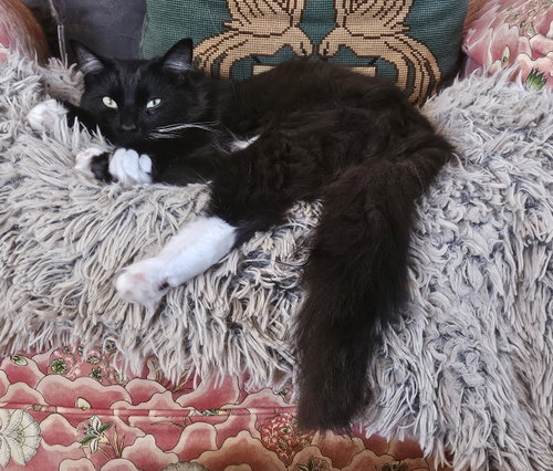 Nod (bonded with Moon), Baby Domestic Long Hair (long coat), cat for adoption in Oakley, California