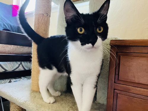 Zorro, Baby Tuxedo / Domestic Short Hair / Mixed (short coat), cat for adoption in Oakley, California