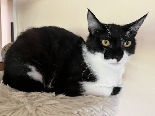 Zorro, an adoptable Domestic Short Hair in Walnut Creek, CA