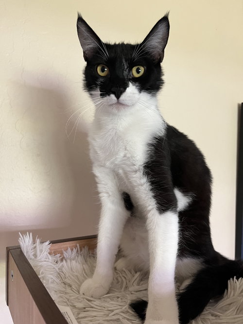Zorro, Baby Domestic Short Hair / Mixed (short coat), cat for adoption in San Rafael, California