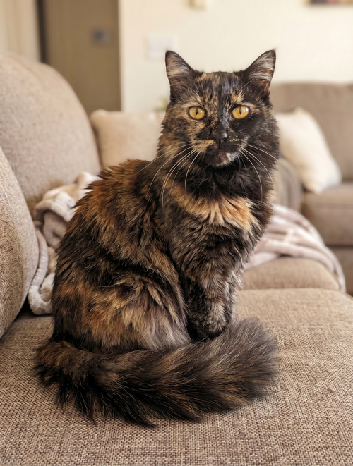 Chloe, Young Tortoiseshell (medium coat), cat for adoption in Oakley, California