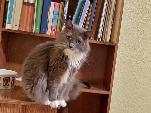 Stevie, Adult Domestic Long Hair (long coat), cat for adoption in Oakley, California