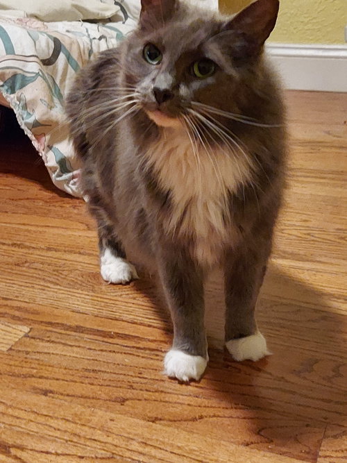 Stevie, Adult Domestic Long Hair (long coat), cat for adoption in San Rafael, California