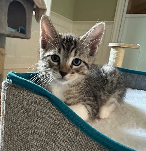 Polly, an adoptable Tabby in Walnut Creek, CA