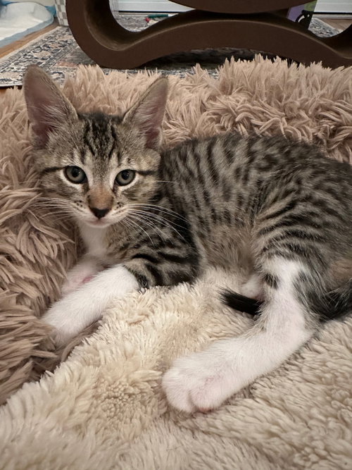 Polly, Baby Tabby (short coat), cat for adoption in Oakley, California