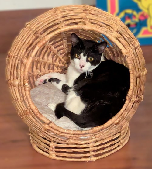 Yoda, Adult Tuxedo / Domestic Short Hair / Mixed (short coat), cat for adoption in Oakley, California