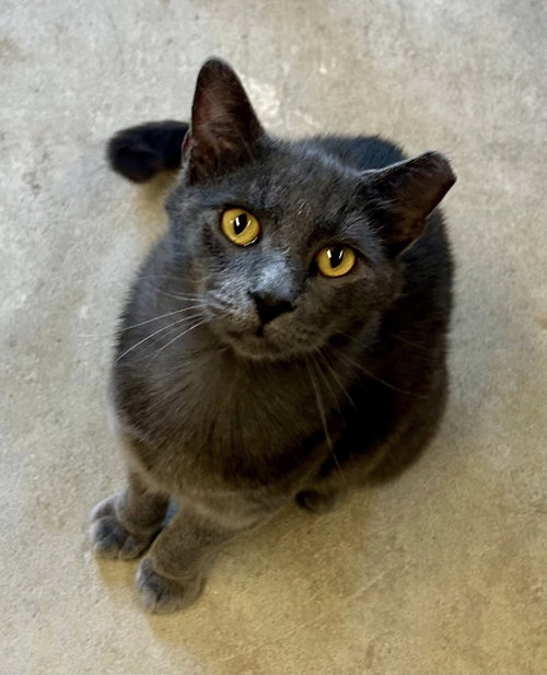 Sundance (and Salerno), an adoptable Russian Blue in Walnut Creek, CA