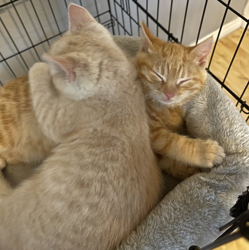 Gully and Sully, an adoptable Domestic Short Hair in Walnut Creek, CA