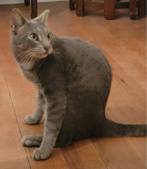 Vivian, an adoptable Tabby in Walnut Creek, CA