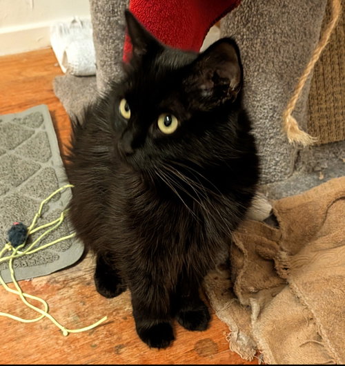 Evie, an adoptable Domestic Long Hair in Walnut Creek, CA