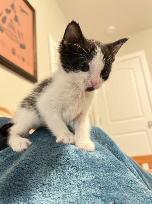 Jerry, Baby Tuxedo / Domestic Medium Hair (medium coat), cat for adoption in Oakley, California