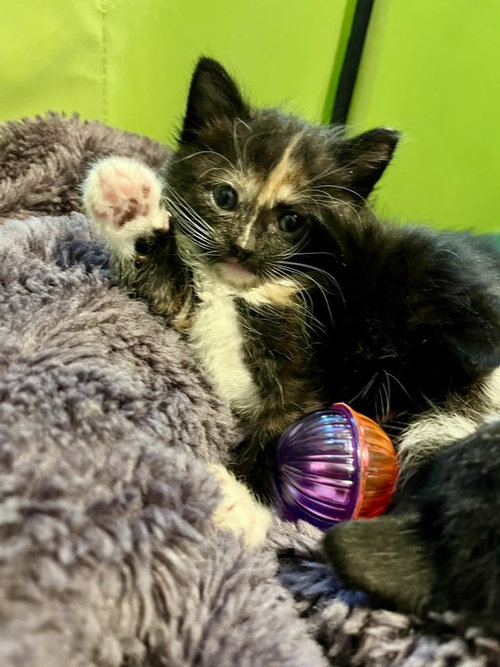 Elaine, Baby Tortoiseshell / Domestic Medium Hair (medium coat), cat for adoption in Oakley, California