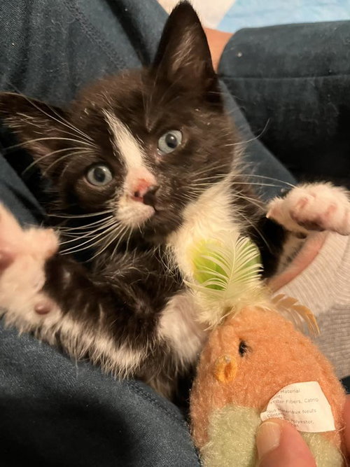 George (adopt with Elaine, Jerry, or Kramer), Baby Tuxedo / Domestic Medium Hair (medium coat), cat for adoption in Oakley, California