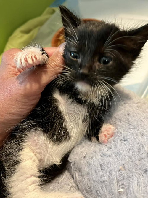 Kramer, Baby Tuxedo / Domestic Medium Hair (medium coat), cat for adoption in Oakley, California