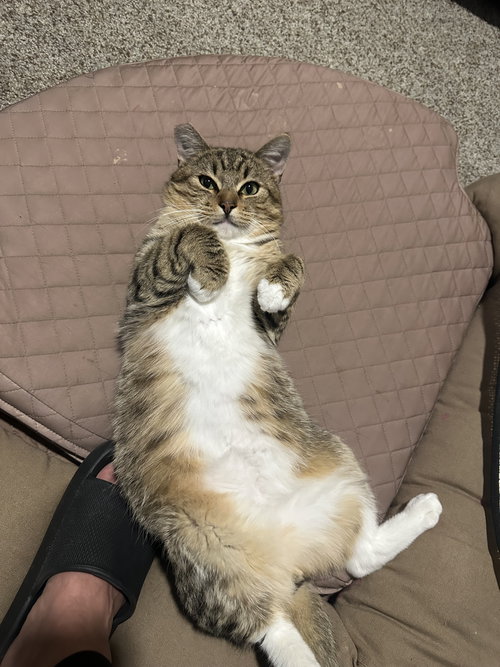 Meatball, Adult Domestic Short Hair (short coat), cat for adoption in Oakley, California