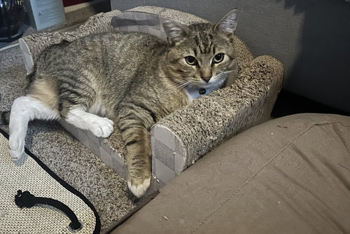 Photo 2 of Meatball
