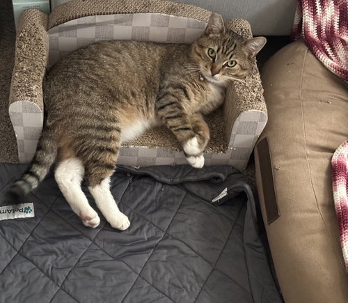 Photo 3 of Meatball