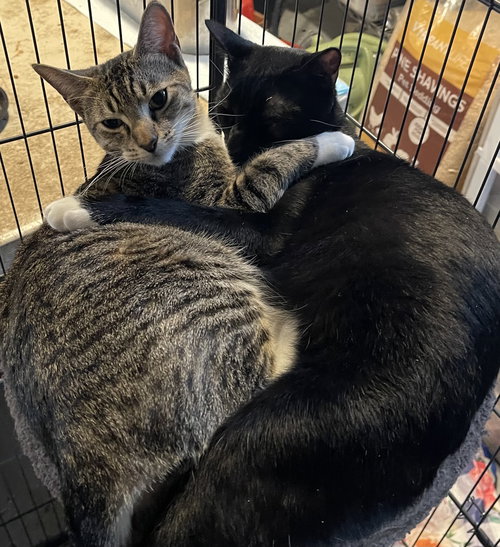 Wendy, Adult Domestic Short Hair (short coat), cat for adoption in Oakley, California