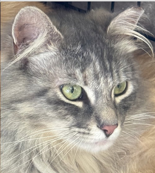 Sage and Peaches, an adoptable Maine Coon in Walnut Creek, CA