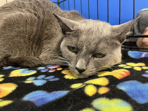 Suzie, an adoptable Russian Blue in Walnut Creek, CA