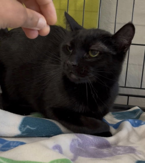 Misty, Young Bombay / Domestic Short Hair (short coat), cat for adoption in Oakley, California