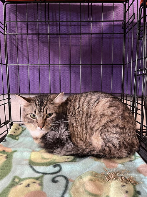 Vickie, Baby Tabby / Domestic Medium Hair (medium coat), cat for adoption in Oakley, California